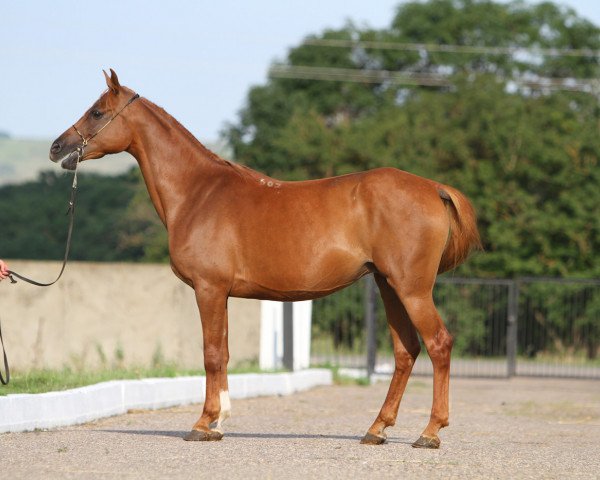 broodmare Neglinka 2002 ox (Arabian purebred, 2002, from Gordon 1992 ox)