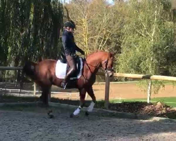 Video von Dingo 246