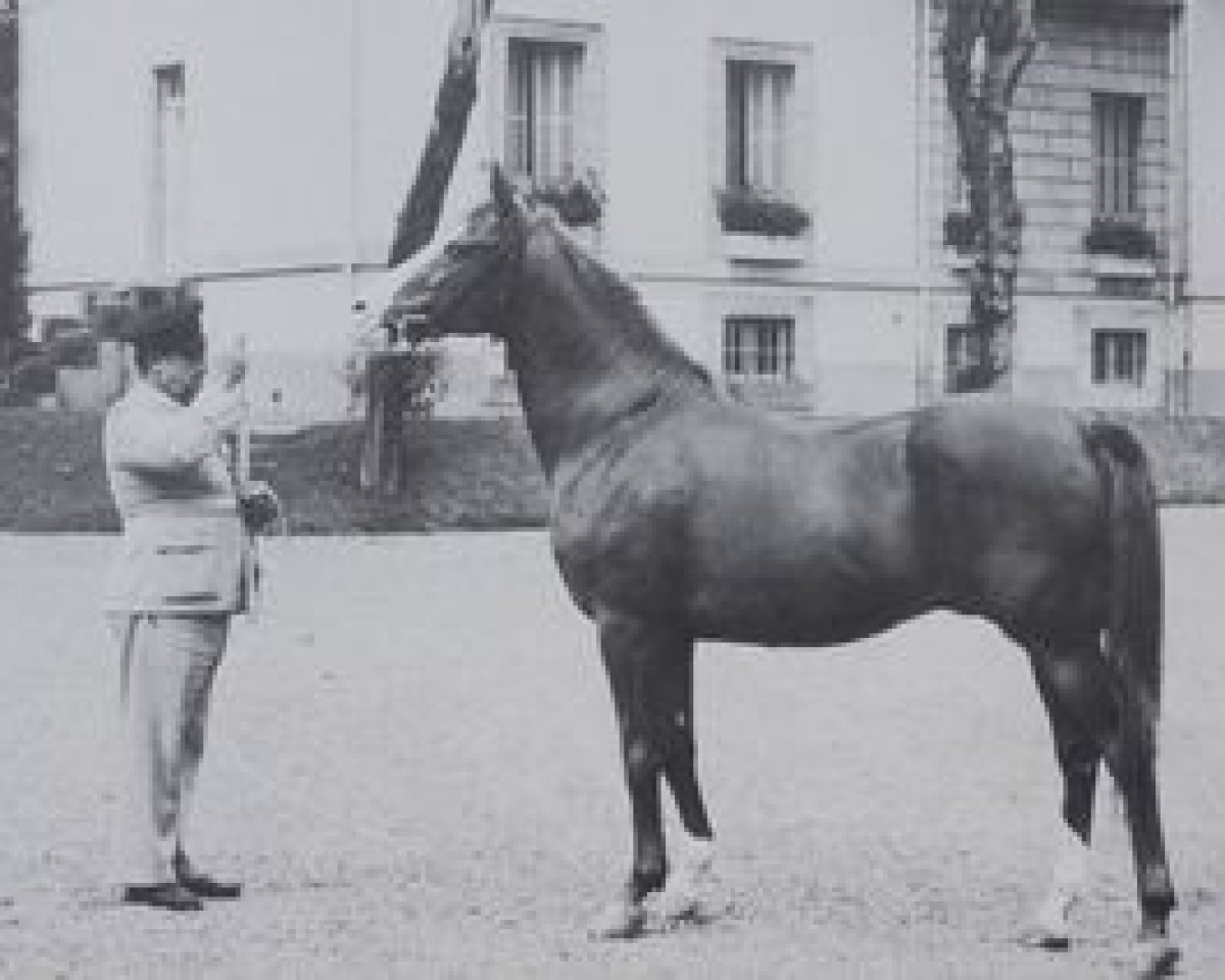 stallion Ourour 1947 ox (Arabian purebred, 1947, from Duc II 1932 ox)