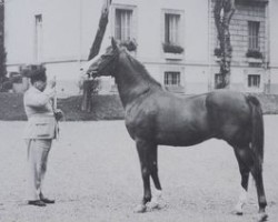 stallion Ourour 1947 ox (Arabian purebred, 1947, from Duc II 1932 ox)