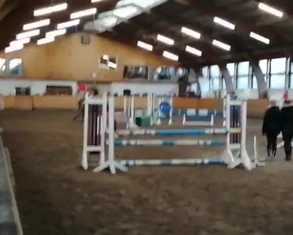 Video von Holsteins Dagobert