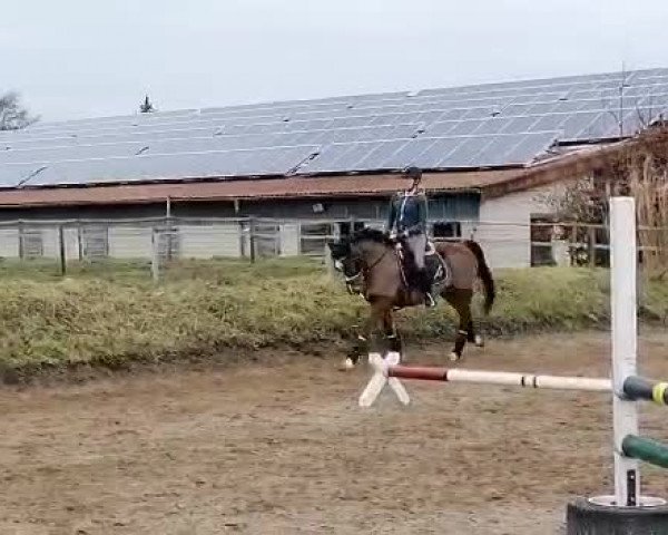 Video von Holsteins Dagobert