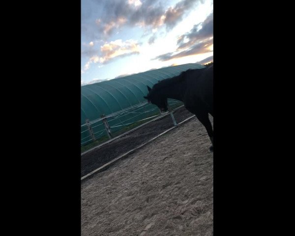 Video of Coco Loco CH