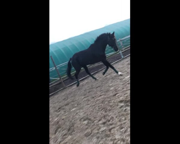 Video of Coco Loco CH