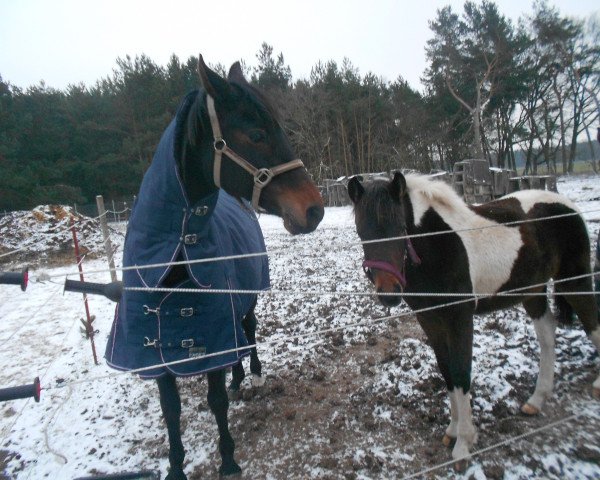 broodmare Maggie (Little German Riding Horse, 1998, from Methusalem)