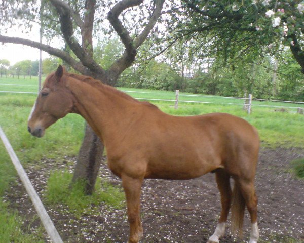 horse Dorian Gray P (Westphalian, 1990, from Damenstolz)