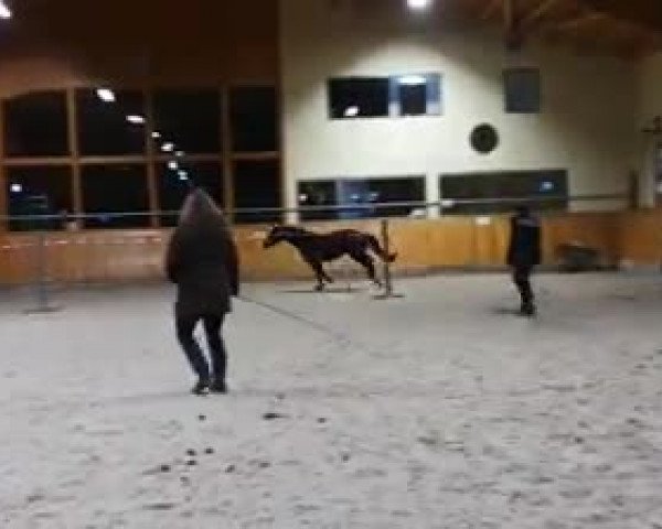 Video of Avelinah