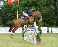 Springpferd Forbes 5 (Hannoveraner, 2007, von For Pleasure)