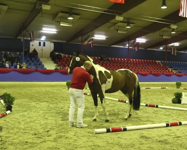 Video of Sunny Boy Junior