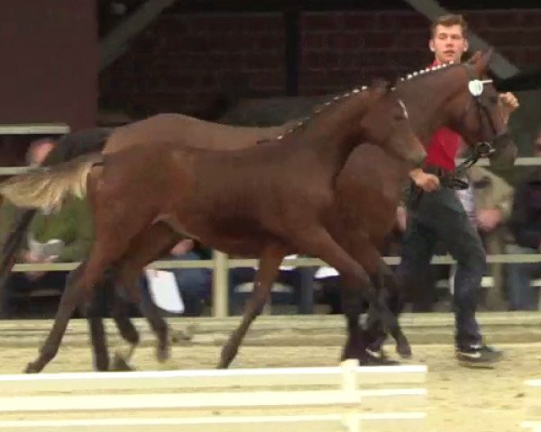 Zuchtstute Die Prinzessin Lillifee (Deutsches Reitpony, 2014, von Dimension AT NRW)