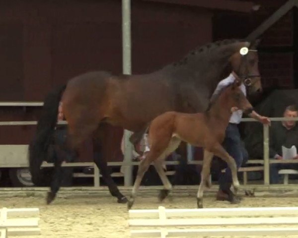 Cheval Frascati (Westphalien, 2014, de Franziskus FRH)