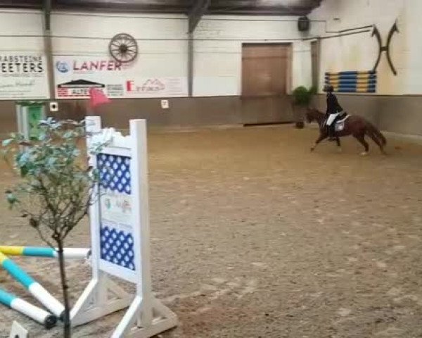 Video of Carlo 341