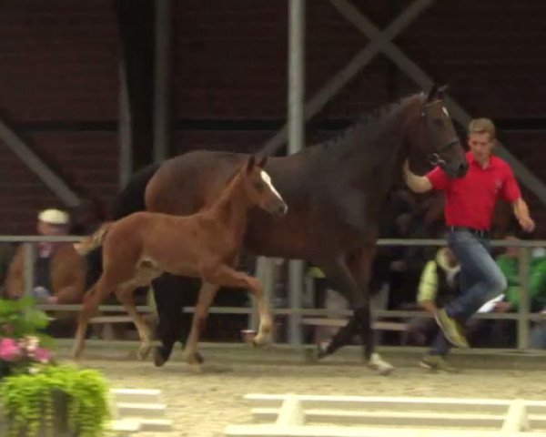 jumper Foxwell (Westphalian, 2014, from Franziskus FRH)