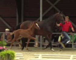 Springpferd Foxwell (Westfale, 2014, von Franziskus FRH)