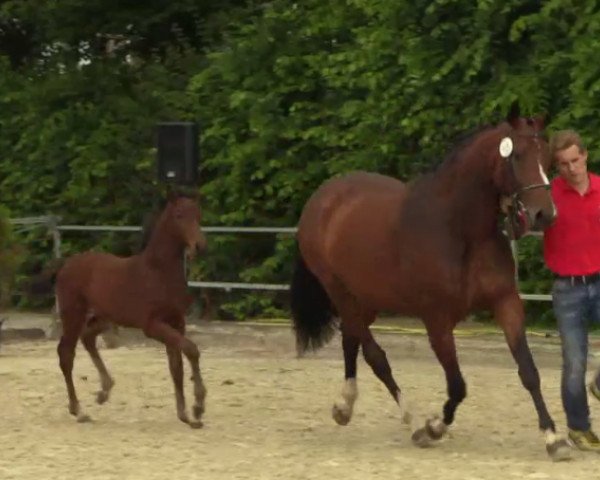 Pferd Rock Feel (Westfale, 2014, von Rock Forever NRW)