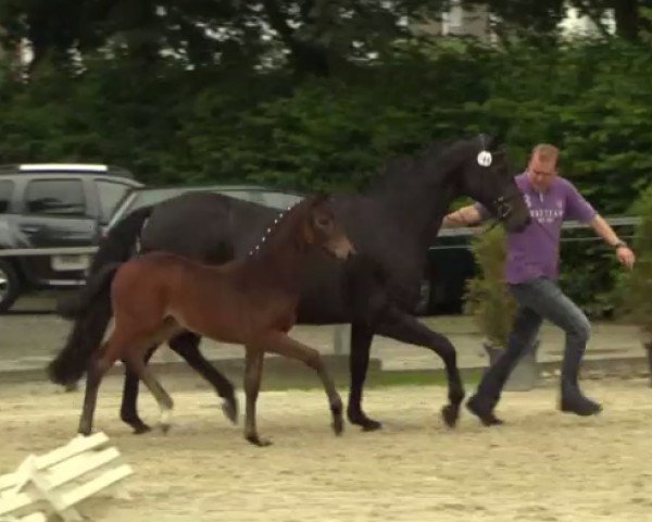 dressage horse Rocking Arabella (Westphalian, 2014, from Rock Forever NRW)