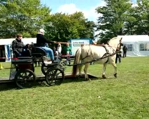 Video von Speedy