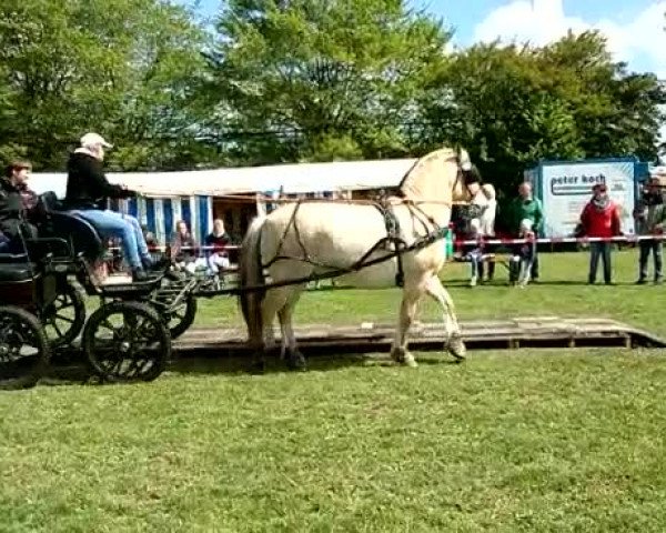 Video von Speedy