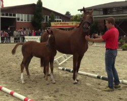 dressage horse Felano W (Westphalian, 2014, from Franziskus FRH)
