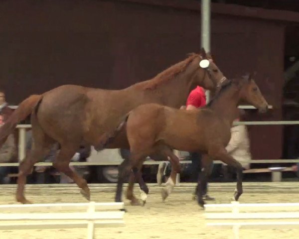 horse Hengst von Franziskus (Westphalian, 2014, from Franziskus FRH)