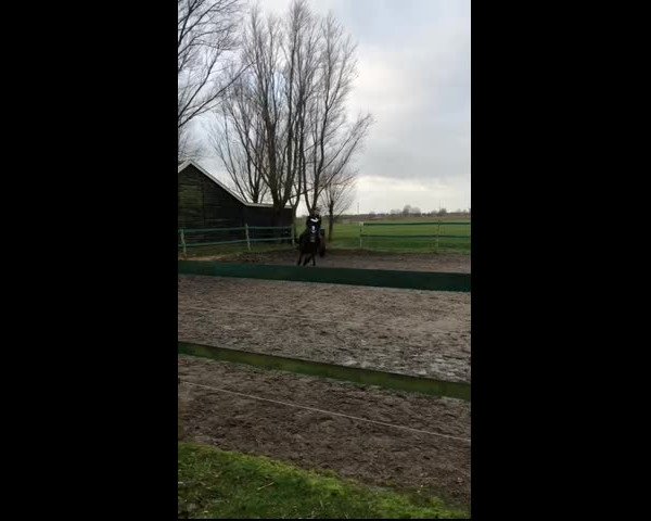 Video von Orchid’s Darian