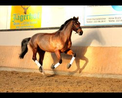 dressage horse Double-o-Seven (Oldenburg, 2007, from Bmc Don Cardinale)