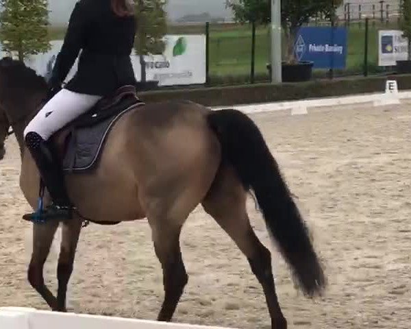 Video of Golden Diva 3
