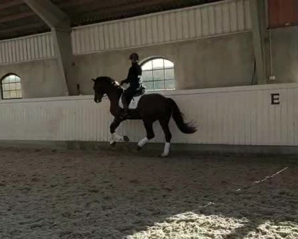 Video von Riverbank Binocchio