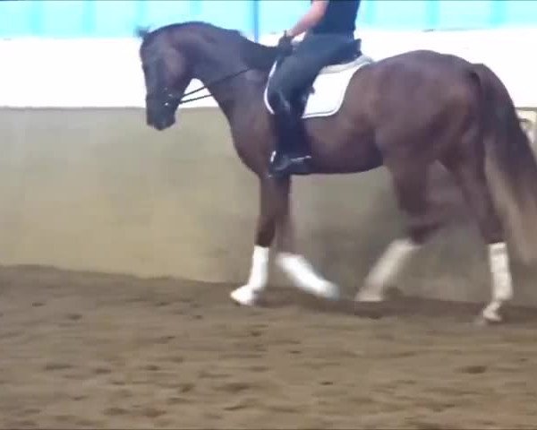 Video von Don Signore