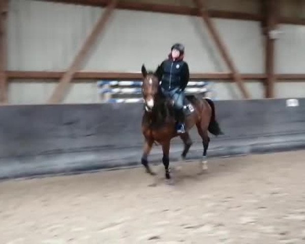 Video of Leopold Z