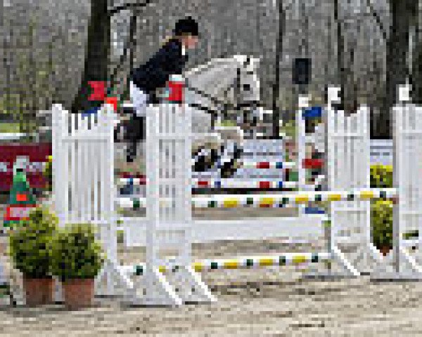 jumper Bedford (German Riding Pony, 1990, from Baron) jumper Bedford (German Riding Pony, 1990, from Baron)