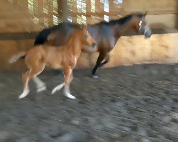 Video von Ferrero