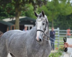 Zuchtstute Coco Chanel (Westfale, 2011, von Cristallo II)