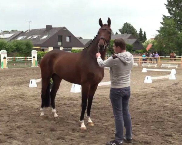 horse Stute von Brentano (Westphalian, 2011, from Brentano II)