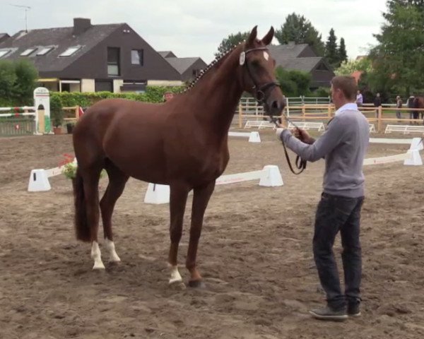broodmare Bellevue 117 (Westphalian, 2011, from Bordeaux 28)