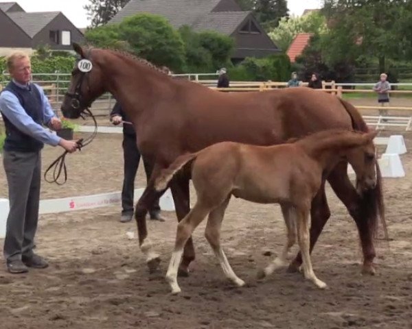 horse Serruti van't Eshout (Westphalian, 2014, from Sir Heinrich OLD)