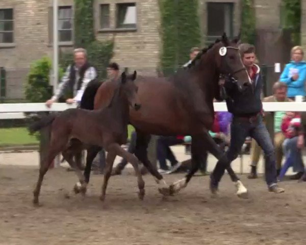 Dressurpferd Call me Ferrari (Westfale, 2014, von Collin L)