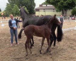 dressage horse Felicio 12 (Westphalian, 2014, from Fiano)