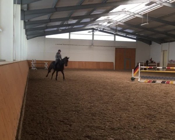 Video von Crossfire vd Leuba