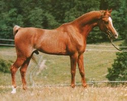 stallion Shaker El Masri 1963 EAO (Arabian purebred, 1963, from Morafic 1956 EAO)