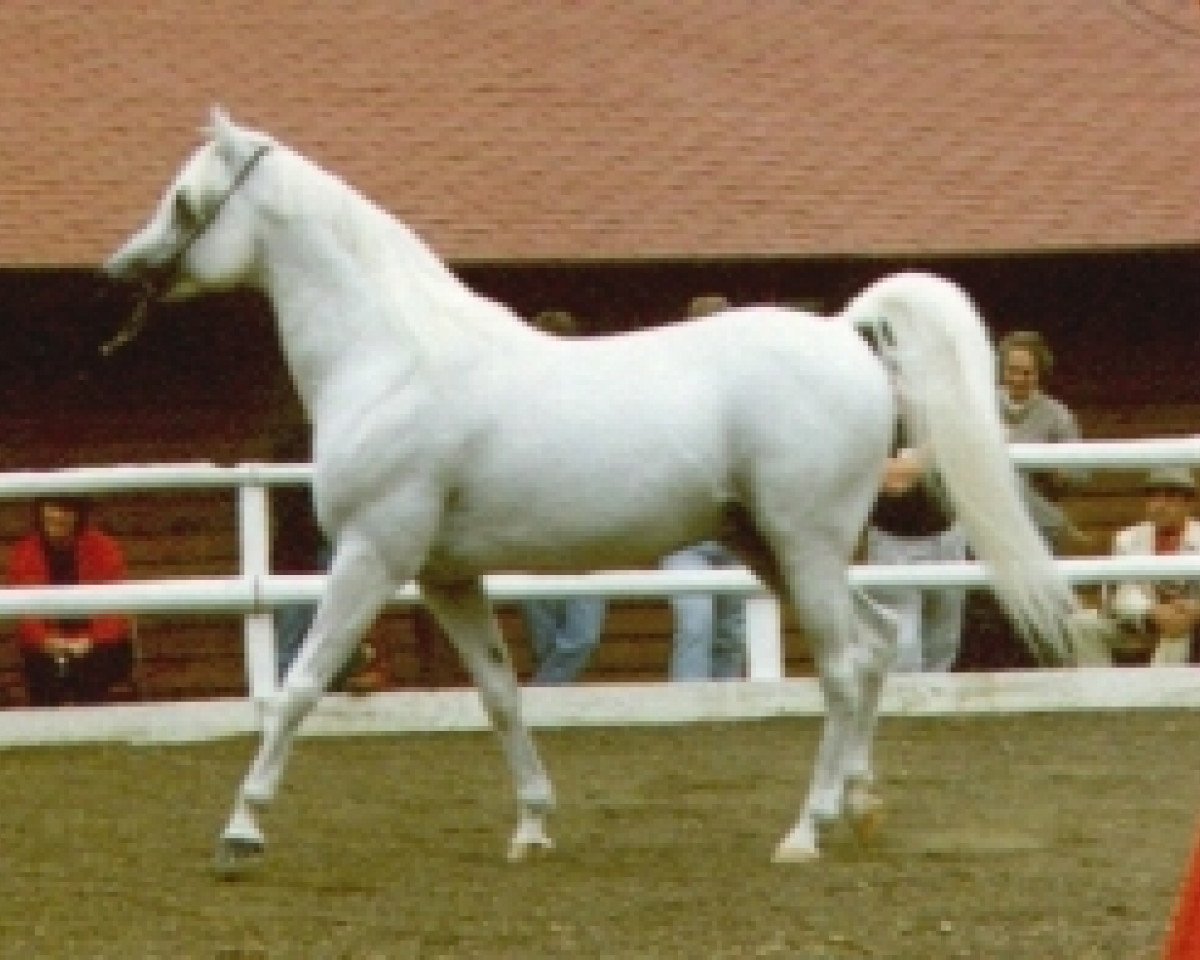 stallion Ibn Estopa 1977 ox (Arabian purebred, 1977, from Shaker El Masri 1963 EAO)