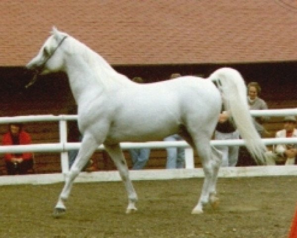 stallion Ibn Estopa 1977 ox (Arabian purebred, 1977, from Shaker El Masri 1963 EAO) stallion Ibn Estopa 1977 ox (Arabian purebred, 1977, from Shaker El Masri 1963 EAO)