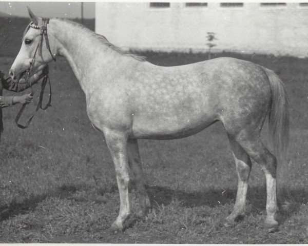 Zuchtstute Miest 1966 ox (Vollblutaraber, 1966, von Salon 1959 ox)
