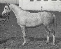 broodmare Miest 1966 ox (Arabian purebred, 1966, from Salon 1959 ox)