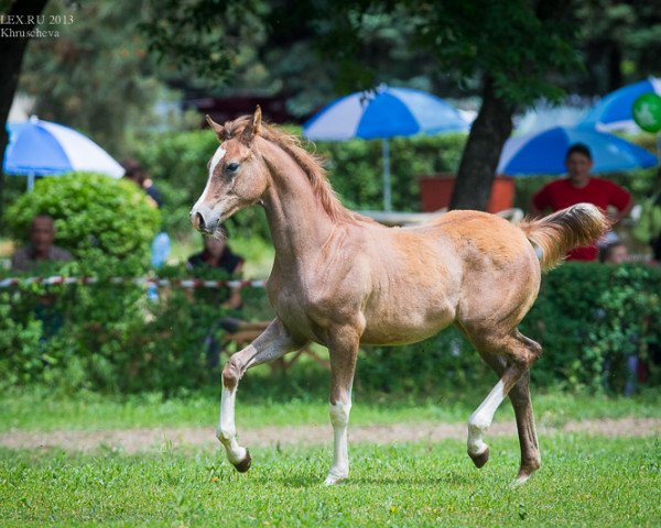 horse Lel Tersk 2013 ox (Arabian purebred, 2013, from HK Marcello 2005 ox)
