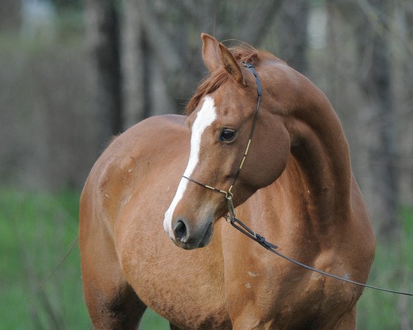 broodmare Perudja 2006 ox (Arabian purebred, 2006, from Aja Shakakhan 1999 ox)