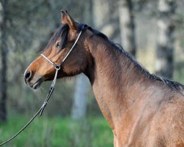 broodmare Preria 2002 ox (Arabian purebred, 2002, from Balaton 1982 ox)
