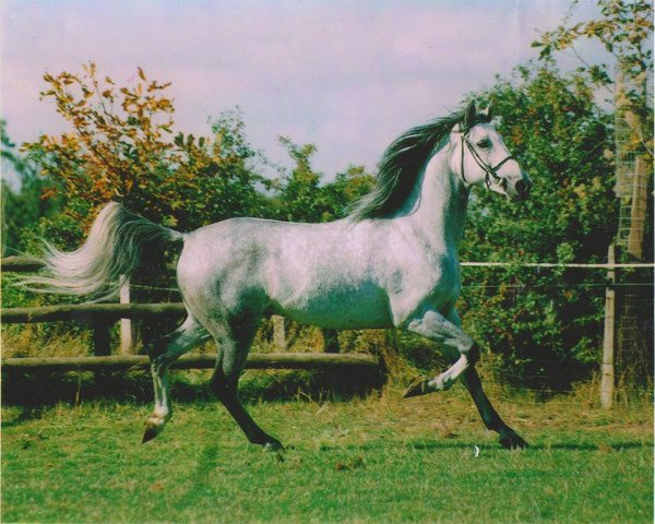 stallion Abitibi 1988 ox (Arabian purebred, 1988, from Cheri Bibi 1975 ox)