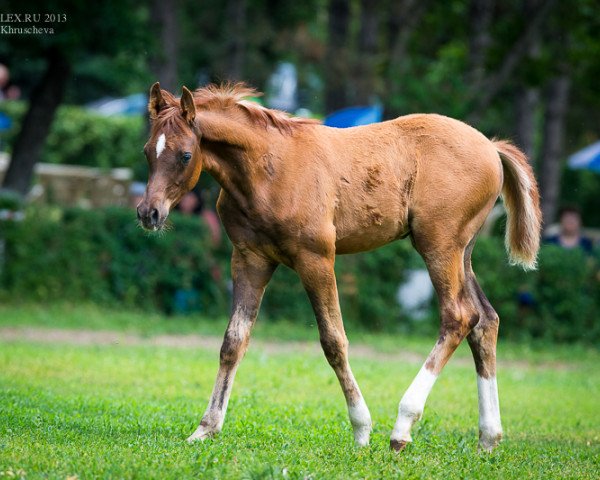 horse Prince Mashuk Tersk 2013 ox (Arabian purebred, 1946, from Mashuk 1977 ox)