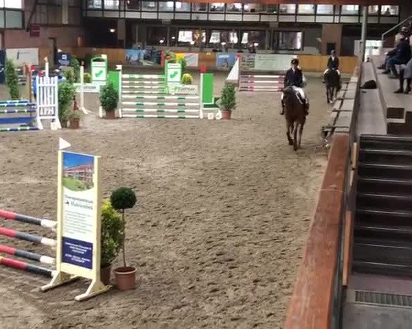 Reitturnier Hamburg-Friedrichshulde/Sylva Kuhrt 2019